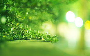 green plant leaves HD wallpaper